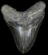 Fossil Megalodon Tooth - South Carolina #31054-1